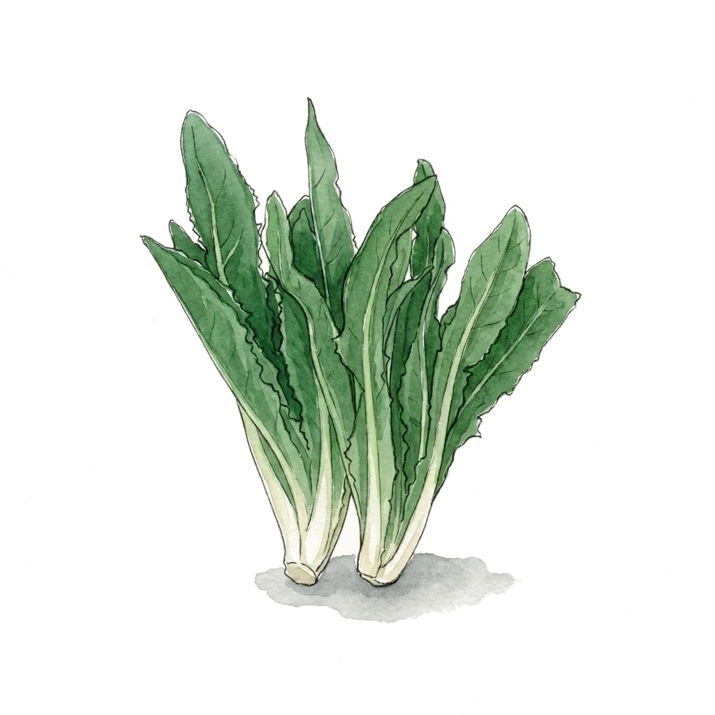 Watercolor illustration of asian lettuce