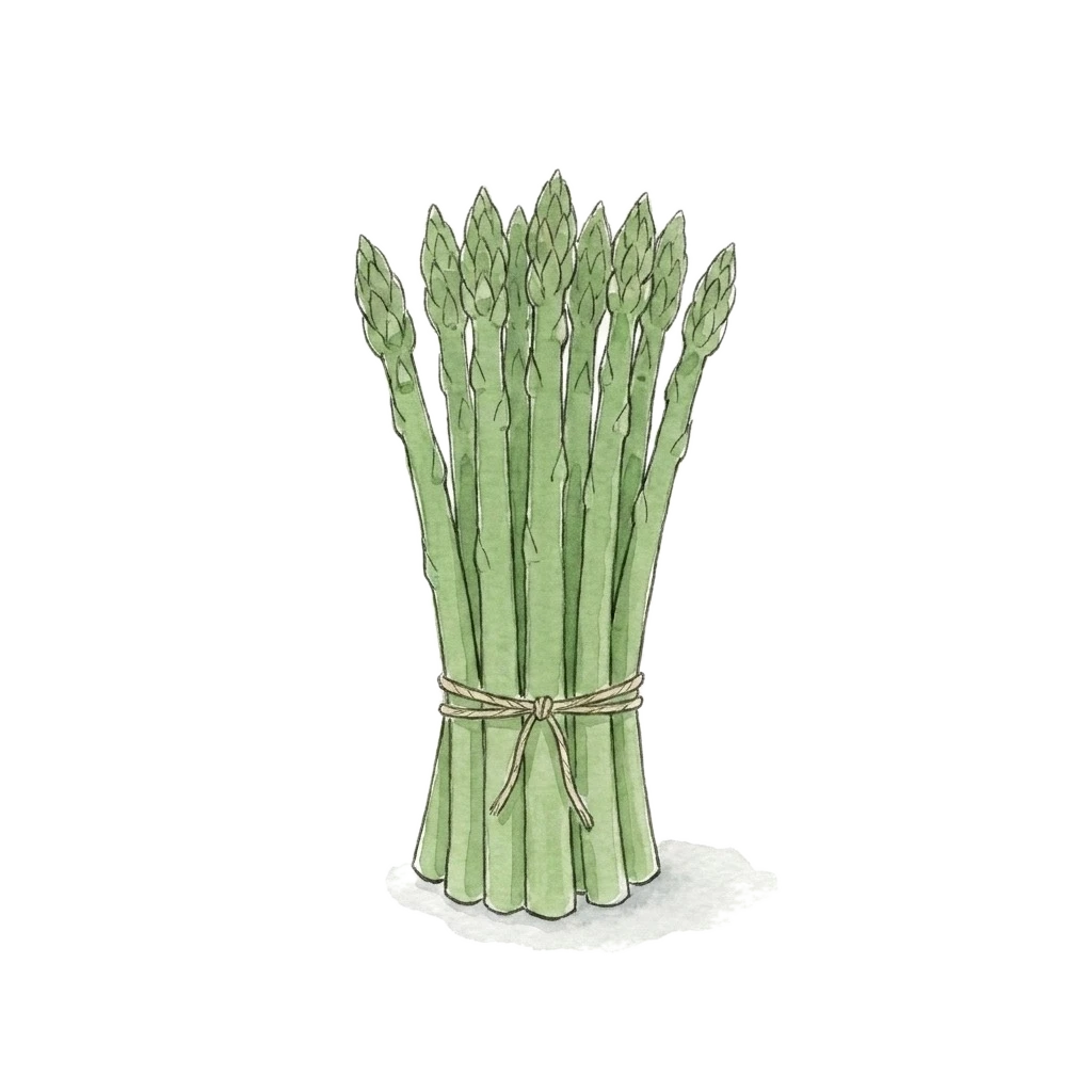 Watercolor illustration of asparagus