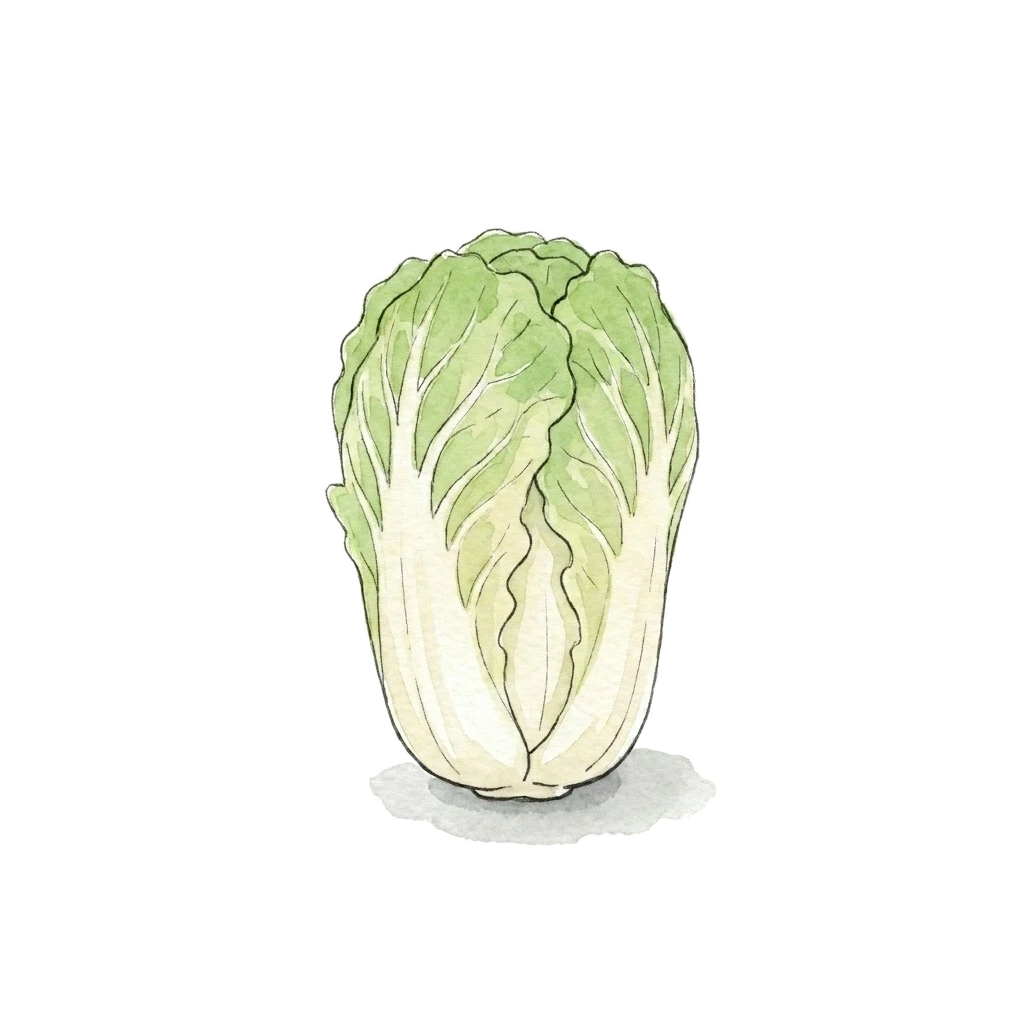 Watercolor illustration of baby cabbage
