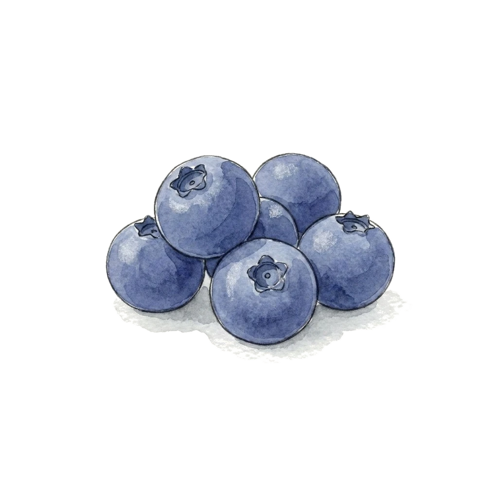 Watercolor illustration of blueberry