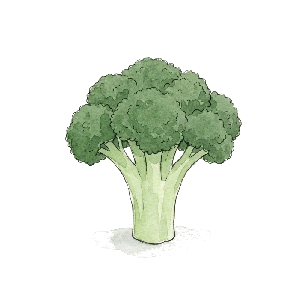 Watercolor illustration of broccoli