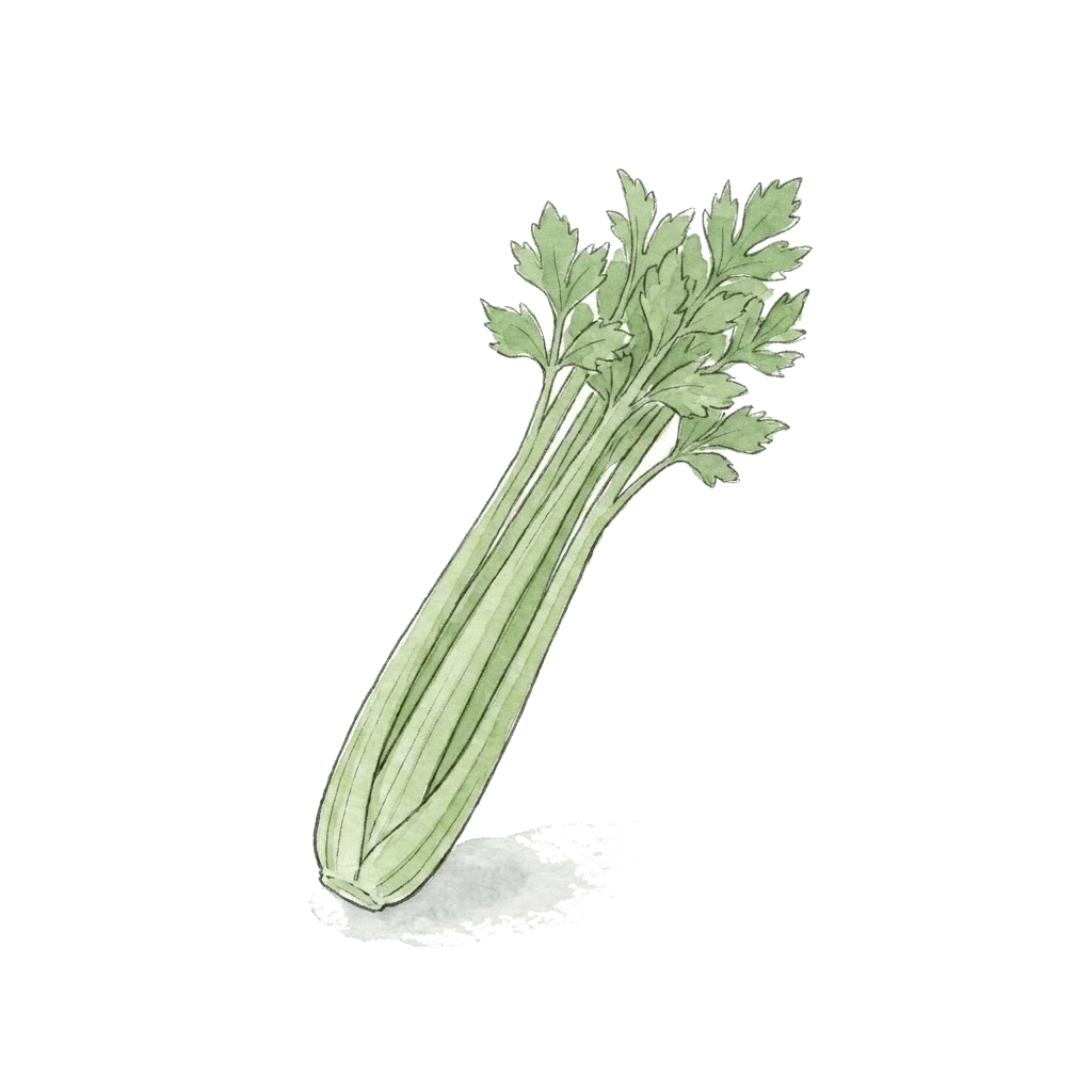 Watercolor illustration of celery