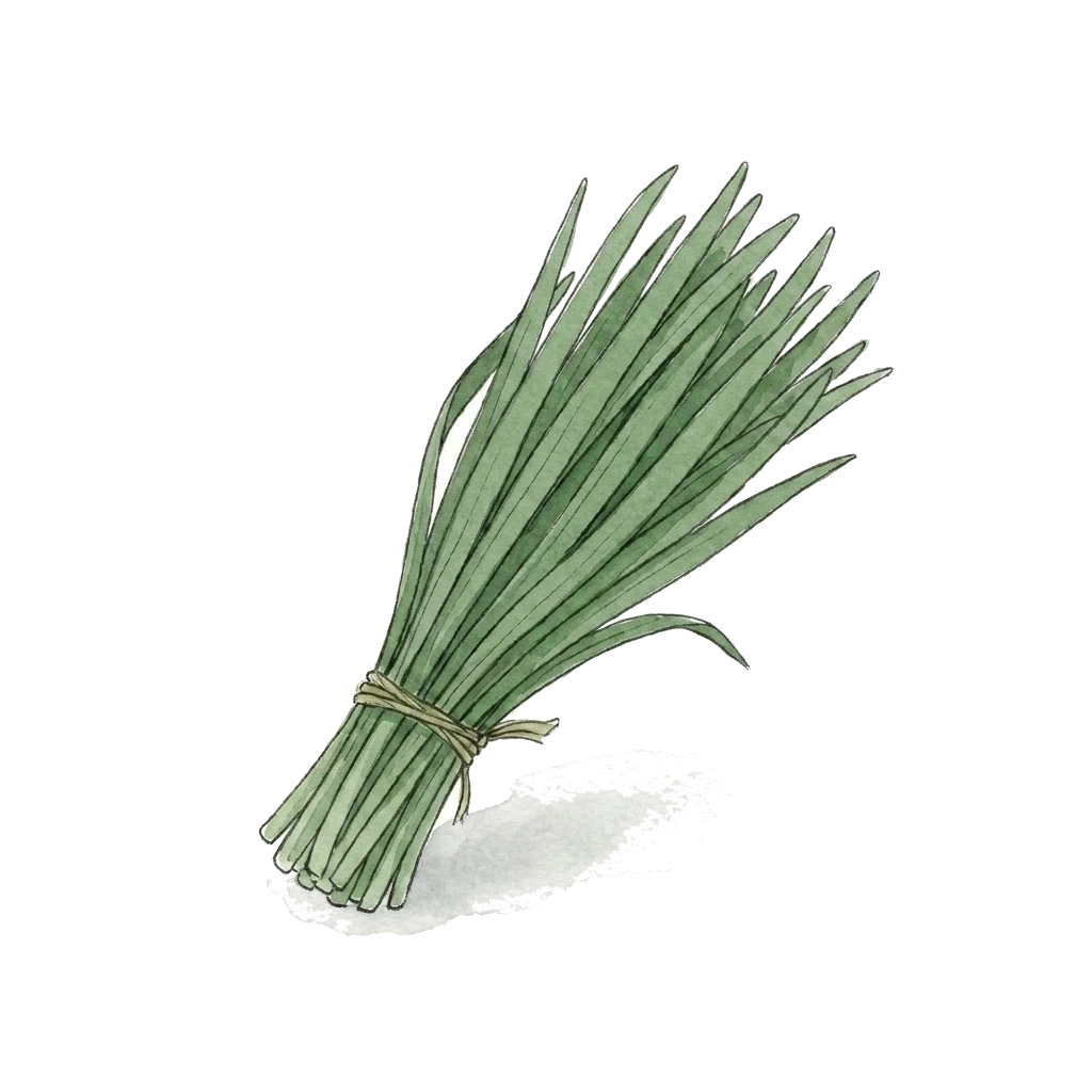 Watercolor illustration of chives