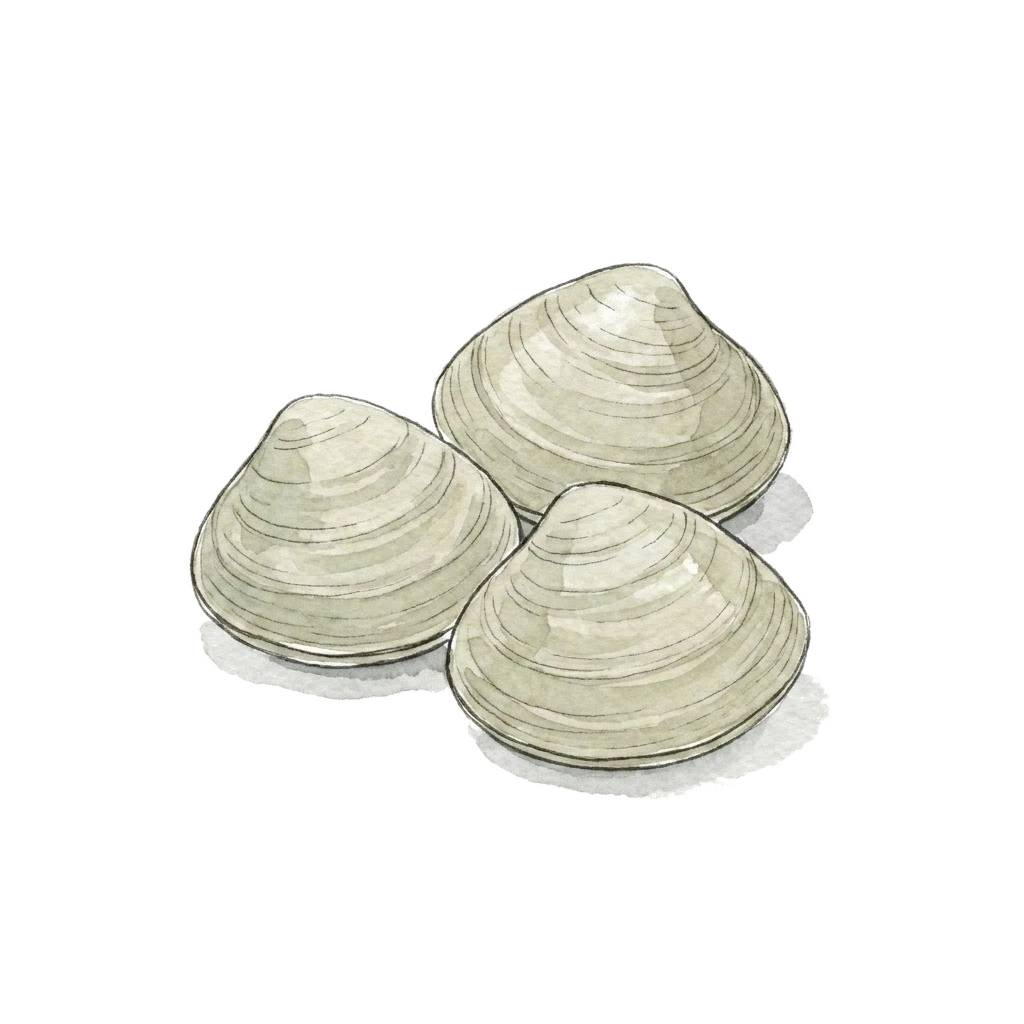 Watercolor illustration of clam