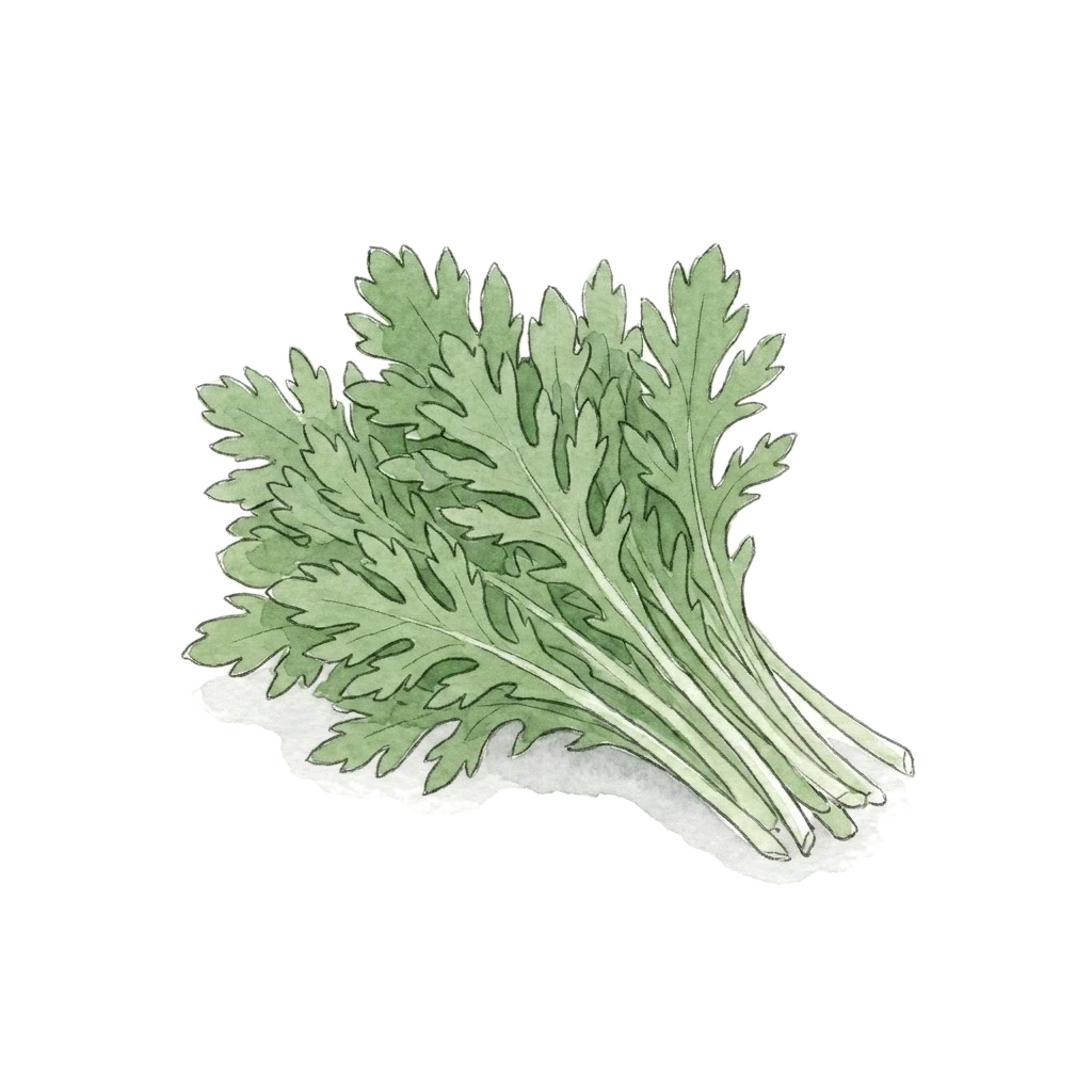 Watercolor illustration of crown daisy