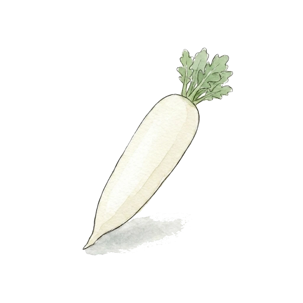 Watercolor illustration of daikon