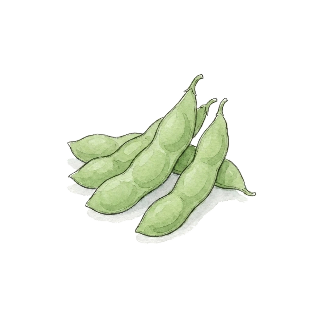 Watercolor illustration of edamame