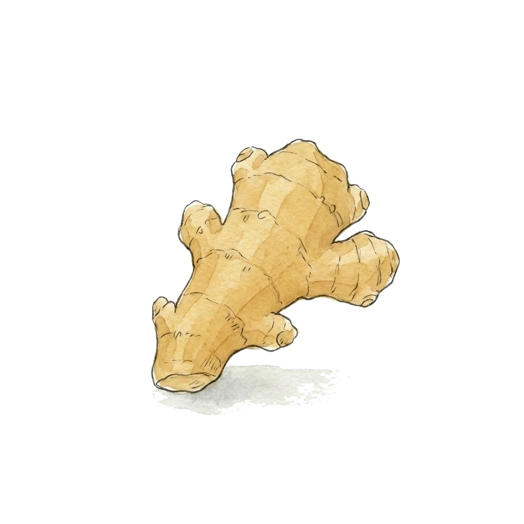 Watercolor illustration of ginger