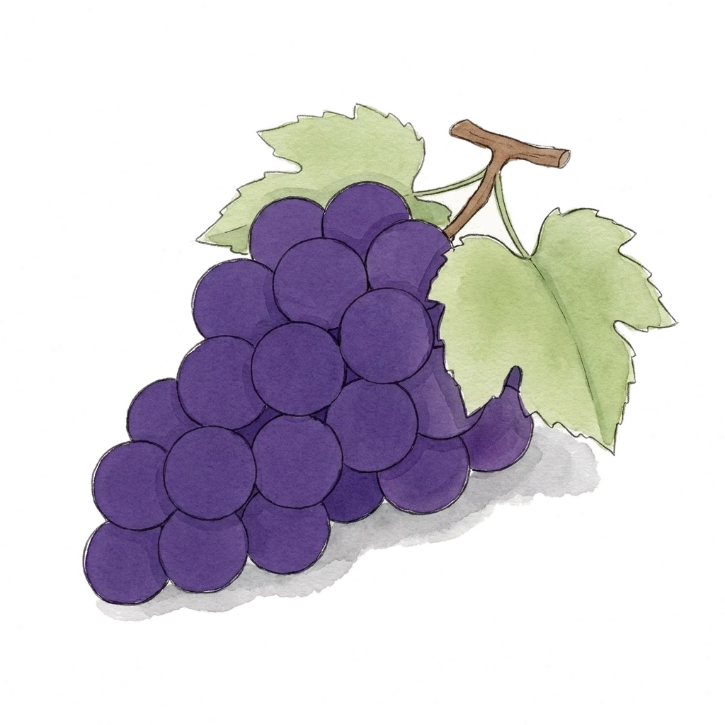 Watercolor illustration of grape