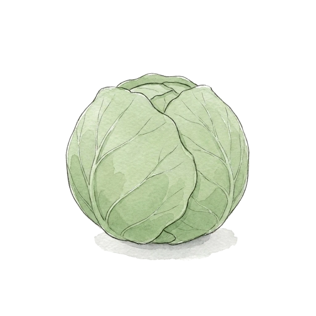 Watercolor illustration of green cabbage