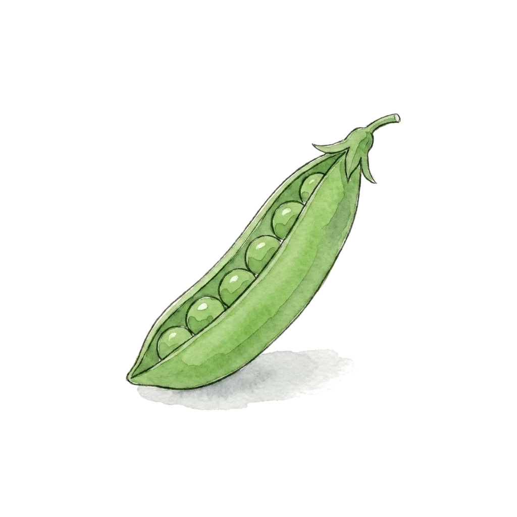 Watercolor illustration of green peas