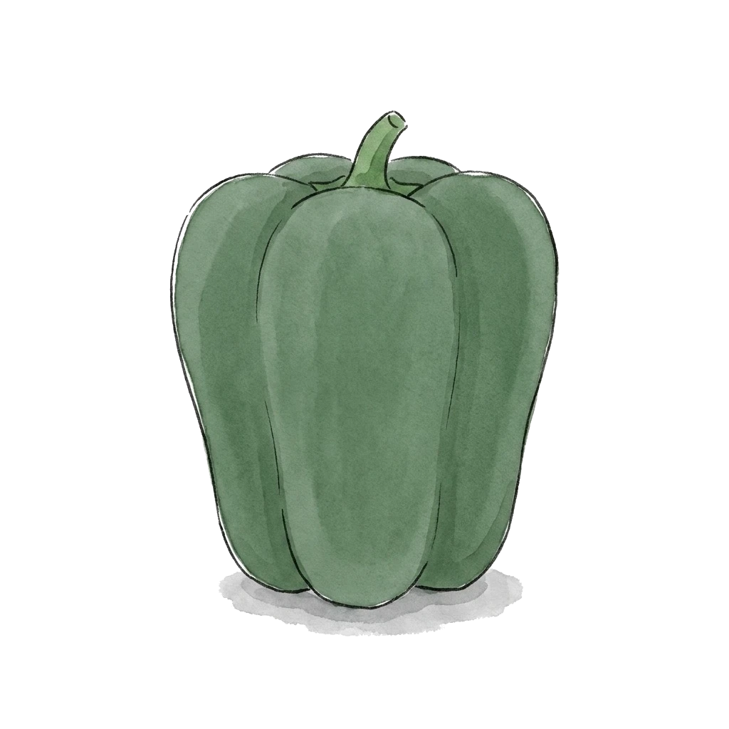 Watercolor illustration of green bell pepper