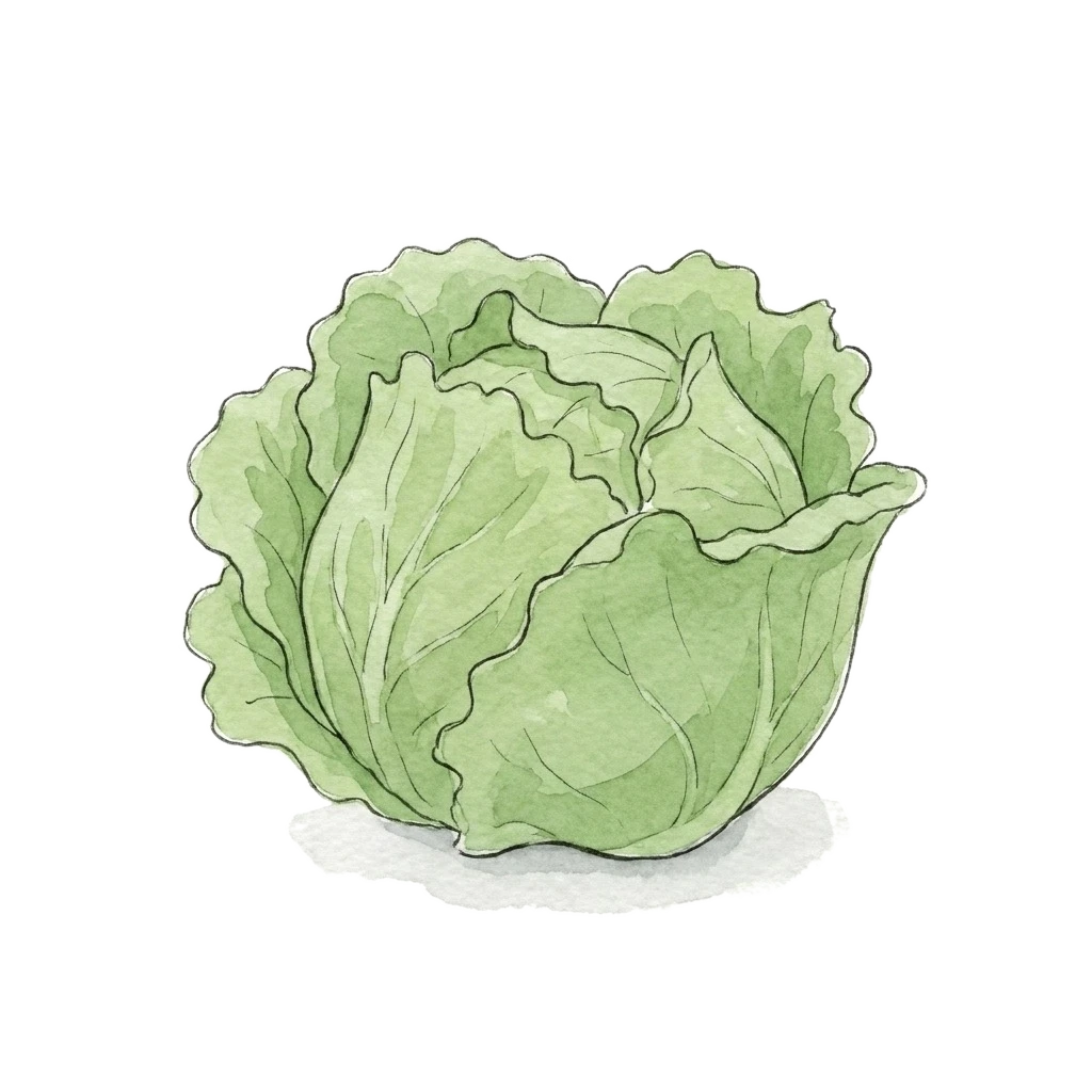 Watercolor illustration of lettuce