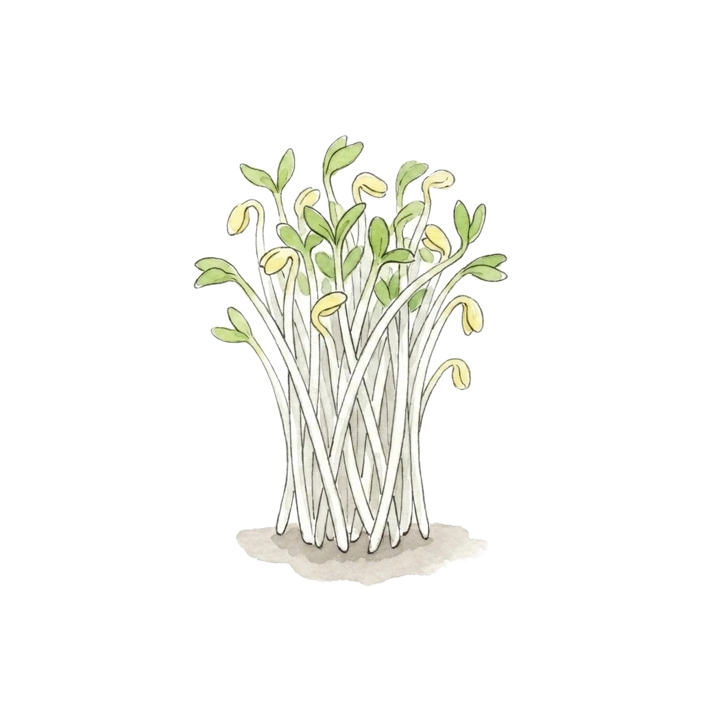 Watercolor illustration of mung bean sprout