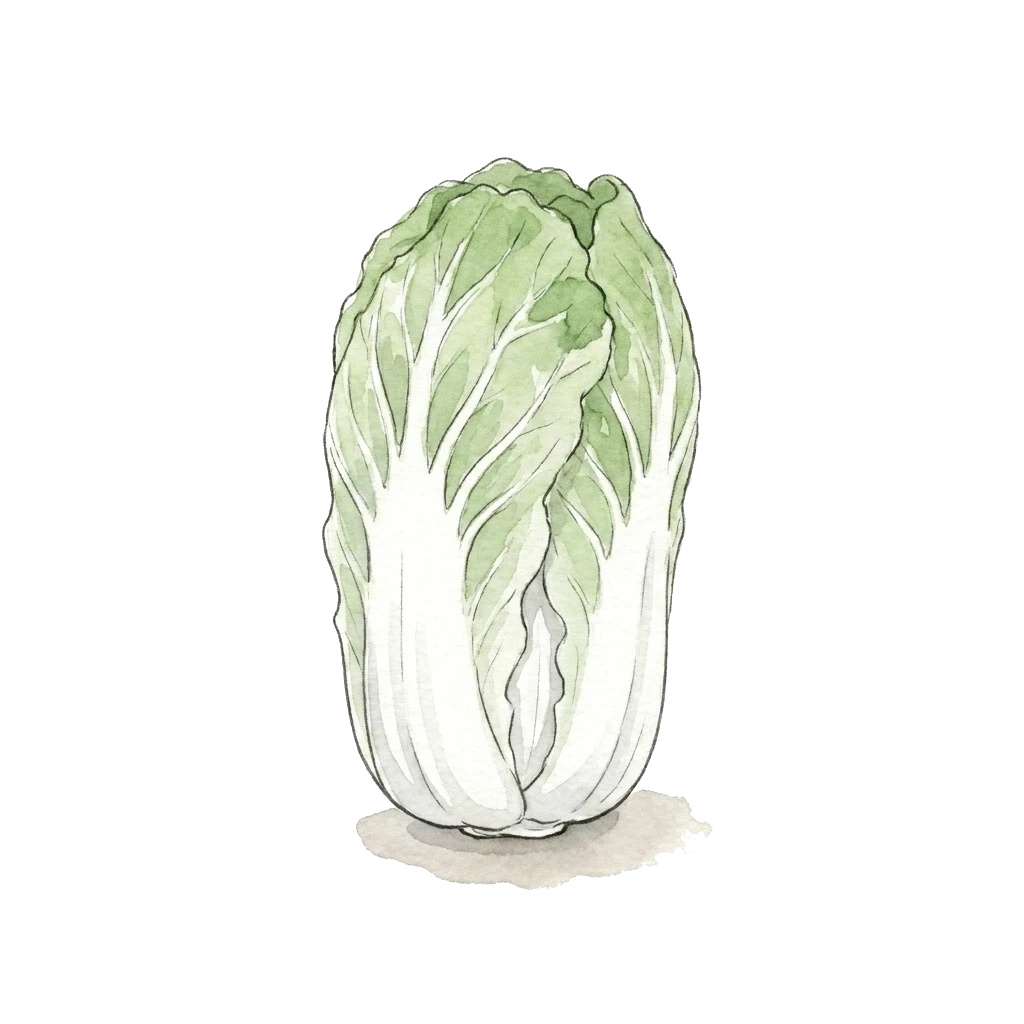 Watercolor illustration of napa cabbage