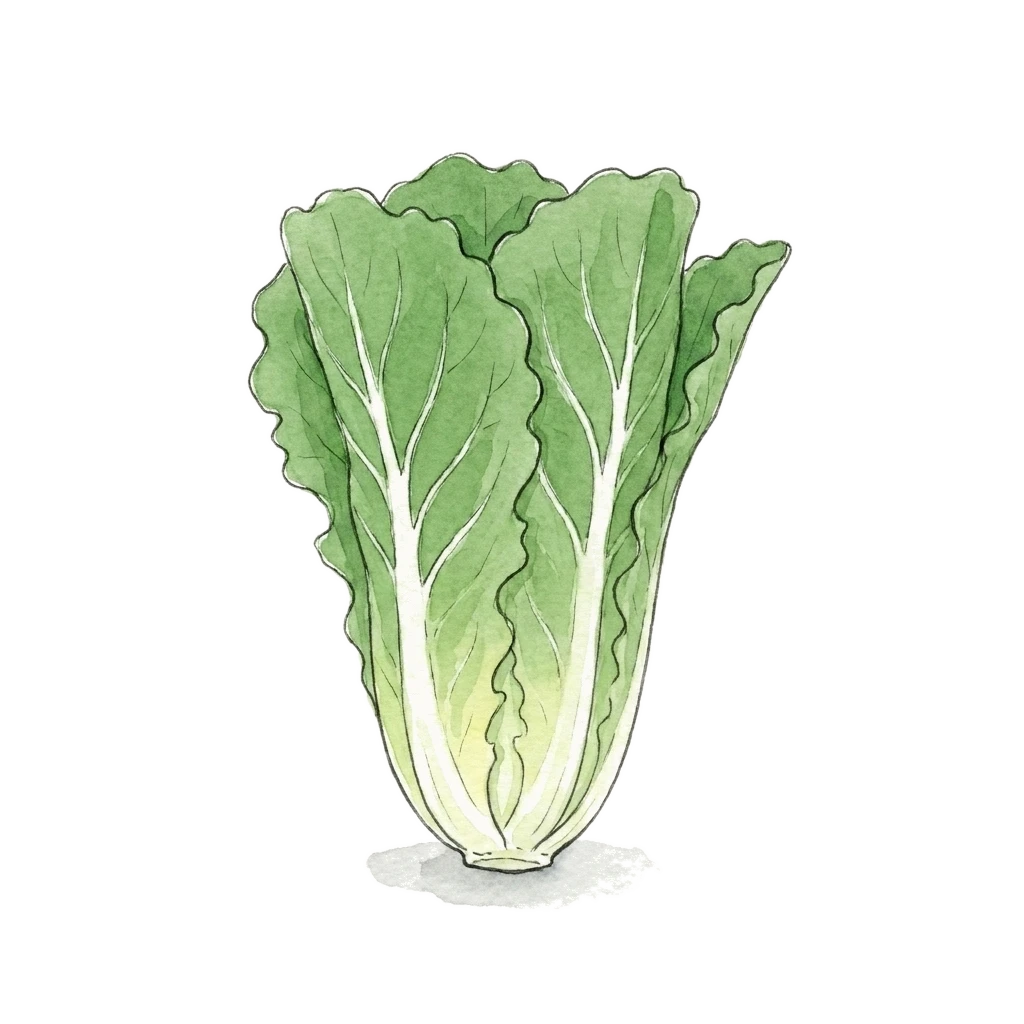 Watercolor illustration of romaine lettuce