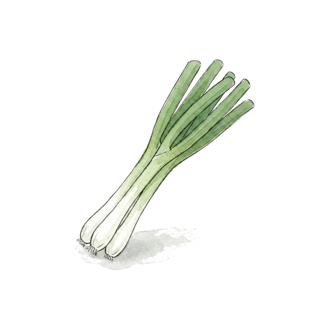 Watercolor illustration of scallion