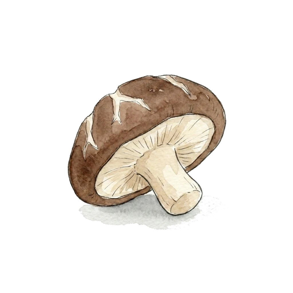 Watercolor illustration of shiitake