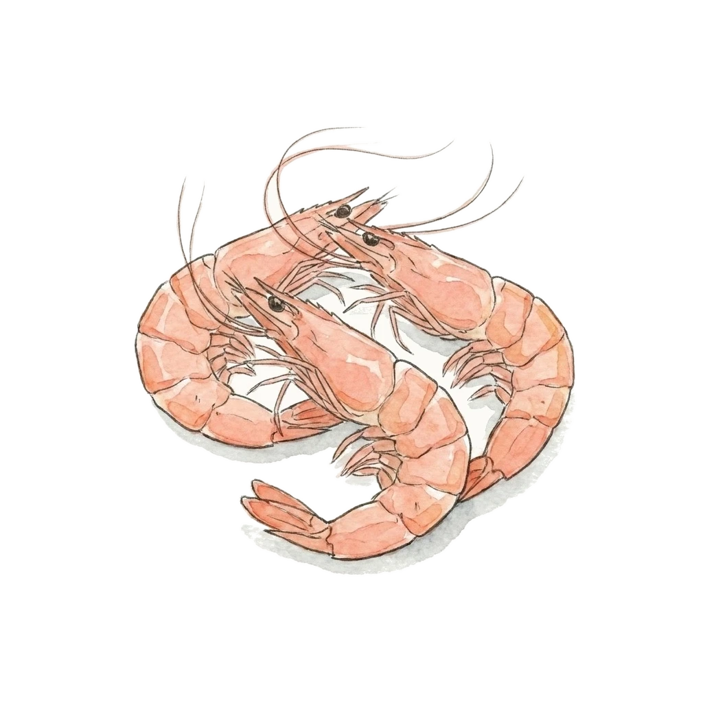 Watercolor illustration of shrimp