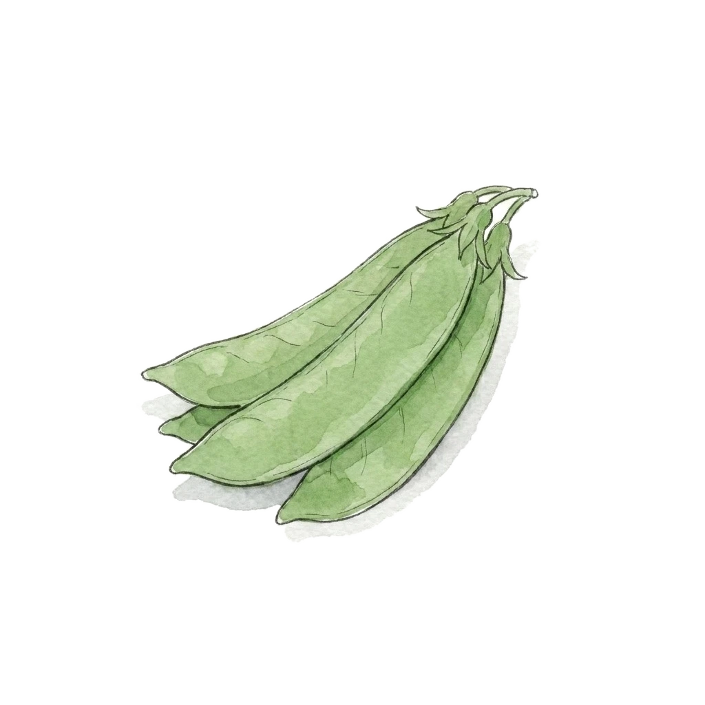 Watercolor illustration of snow pea