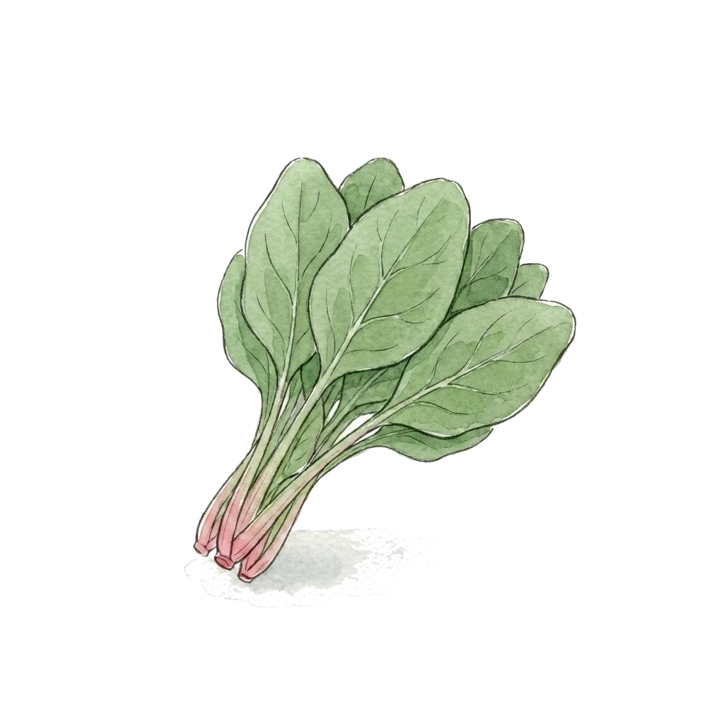 Watercolor illustration of spinach