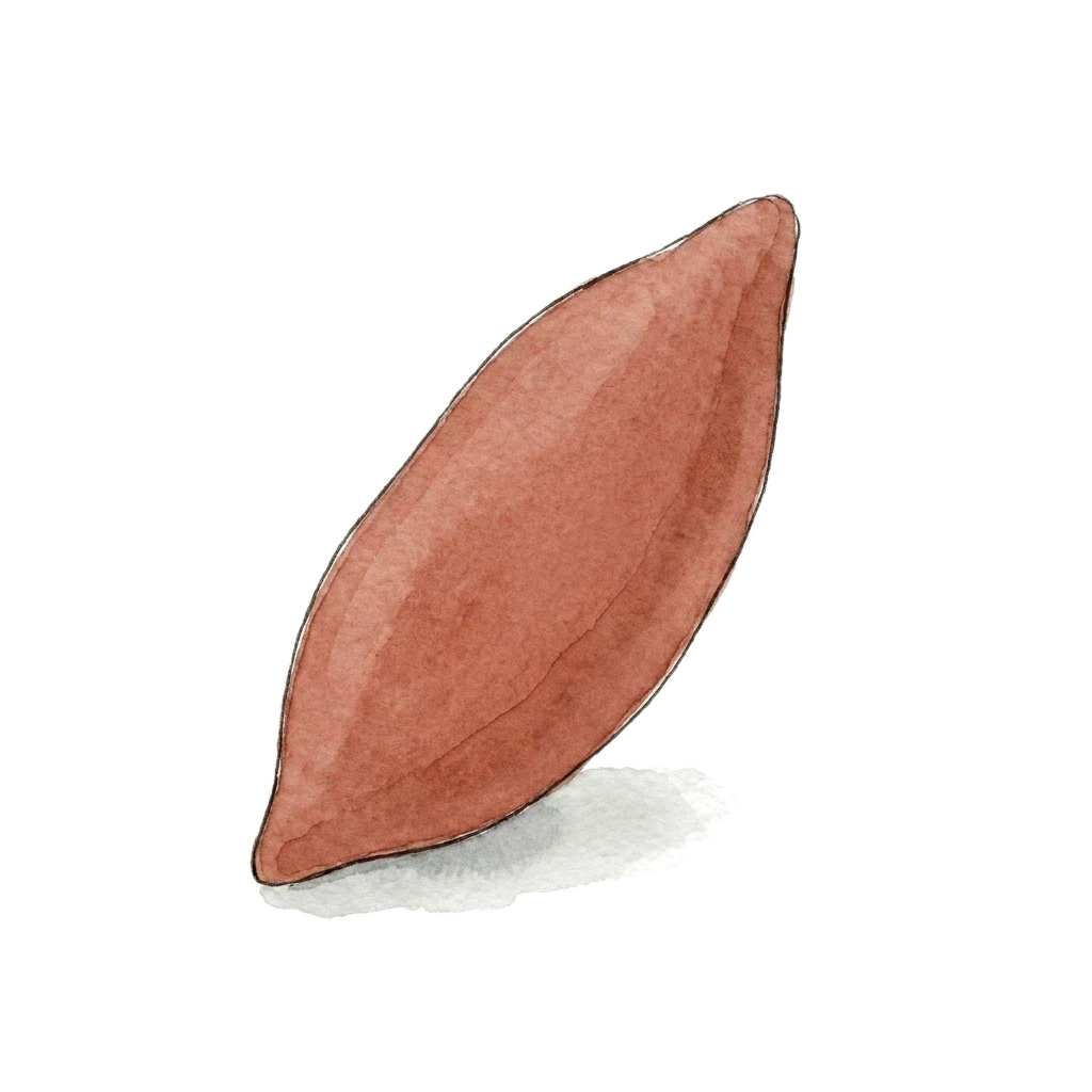 Watercolor illustration of sweet potato