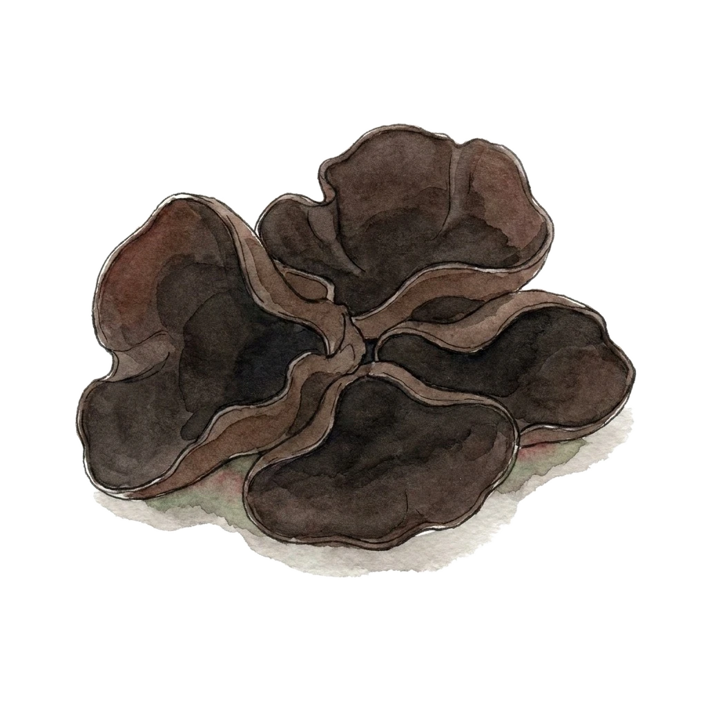 Watercolor illustration of wood ear