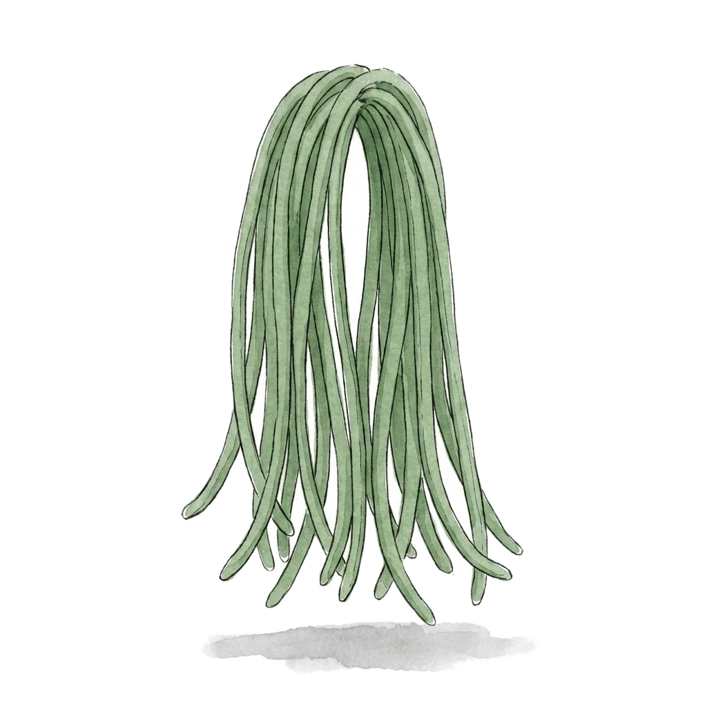 Watercolor illustration of yardlong bean